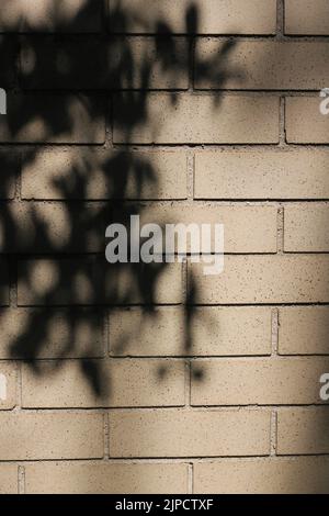 Die Schatten eines Baumzweiges mit vielen Blättern, die auf die Oberfläche einer industriellen Ziegelwand fallen. Stockfoto