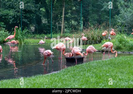 Flamingos Trinkwasser aus einem kleinen See in einem Zoo Stockfoto