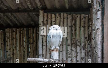 Snowy Owl (auch bekannt als Polar Owl, White Owl oder Arctic Owl) auf einem Holzbalken in einem Zoo stehen Stockfoto