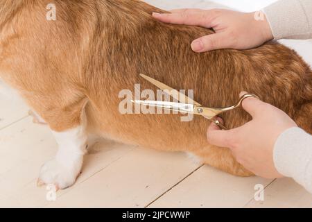 Pet Groomer mit Schere macht Grooming Hund Stockfoto