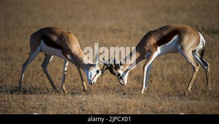 Springbok ( Antidorcas marsupialis ) Kgalagadi Transfrontier Park, Südafrika Stockfoto