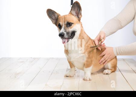 Pet Groomer mit Schere macht Grooming Hund Stockfoto