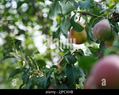 Organische reife Birnen auf einem Baum. Nahaufnahme. Stockfoto