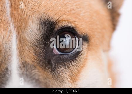 Nahaufnahme eines walisischen Corgi-Hundes Stockfoto