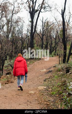 Nach dem Buschfeuer fällt Noble mit Frau, die in roter Jacke und Beanie läuft Western Australia Perth Hills verwüstete Landschaft Stockfoto