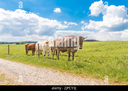 Eine kleine Herde von Kühen mit Hörnern auf einer Weide in Unterallaeu, Bayern, frisst Gras und ist mit Stacheldraht eingezäunt Stockfoto
