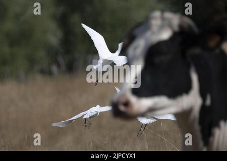 Bœufs et hérons Garde bœufs dans les prairies de la baie de Somme Stockfoto