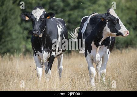 Bœufs et hérons Garde bœufs dans les prairies de la baie de Somme Stockfoto