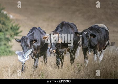 Bœufs et hérons Garde bœufs dans les prairies de la baie de Somme Stockfoto