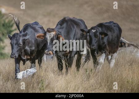 Bœufs et hérons Garde bœufs dans les prairies de la baie de Somme Stockfoto