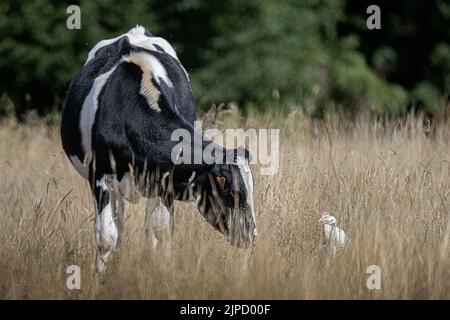 Bœufs et hérons Garde bœufs dans les prairies de la baie de Somme Stockfoto