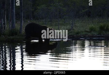 Braunbär (Ursus arctos), der in der Dämmerung in einen See in einer Lichtung im finnischen Taiga oder im borealen Wald eindringt, um dort zu schwimmen Stockfoto