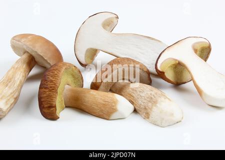 Boletus edulis (englisch: Penny Bun, Steinpilze, King Bolete oder cep) isoliert auf weißem Hintergrund. Nahaufnahme. Stockfoto