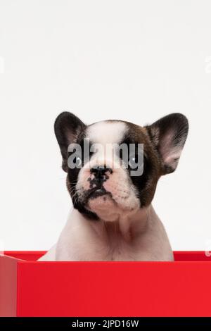 Entzückende mollige französische Bulldogge-Welpen sitzen in einer roten Geschenkbox und schauen auf die Kamera auf weißem Hintergrund. Stockfoto