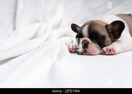 Niedlicher französischer Bulldogge-Welpe schläft auf einem Bett auf einem weißen Karos. Herrliche Schnauze einer kleinen Bulldogge aus der Nähe Stockfoto