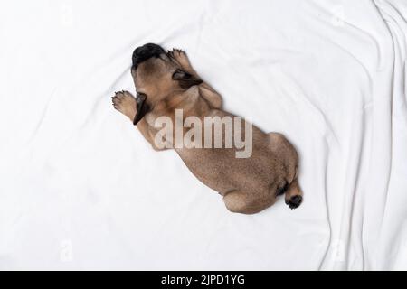 Niedlicher französischer Bulldogge-Welpe schläft auf einem Bett auf einem weißen Karos. Eine kleine Bulldogge umarmt einen Teddybär. Französisch Bulldogge Welpen Fawn Farbe liegt. Foto von abo Stockfoto