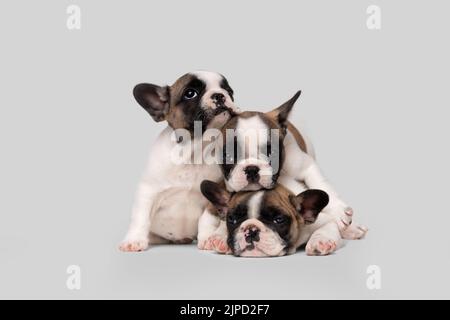 Drei niedliche lächelnde französische Bulldoggen-Welpen sitzen und schlafen auf einem weißen Tisch. Familienportrait von netten Welpen. Stockfoto