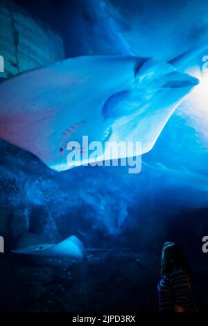 Frau, die im Tunnel auf dem Boden des riesigen Aquariums im Dubai Aquarium & Underwater Zoo in Dubai, VAE, steht und riesige Mantarochen anschaut Stockfoto
