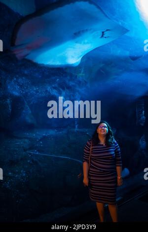 Frau, die im Tunnel auf dem Boden des riesigen Fischbehälters im Dubai Aquarium und Aquatic Zoo in Dubai, VAE, steht und riesige Mantarochen anschaut Stockfoto