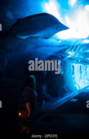 Frau, die im Tunnel auf dem Boden des riesigen Fischbehälters im Dubai Aquarium und Aquatic Zoo in Dubai, VAE, steht und riesige Mantarochen anschaut Stockfoto