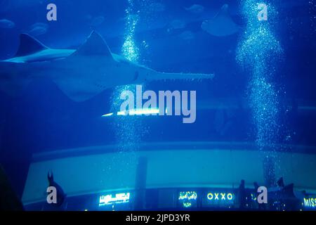 Blick auf einen großen Sägefisch, der durch aufsteigende Luftblasen im Aquarium des Dubai Aquariums, VAE, schwimmt, mit Geschäften der Dubai Mall im Hintergrund Stockfoto