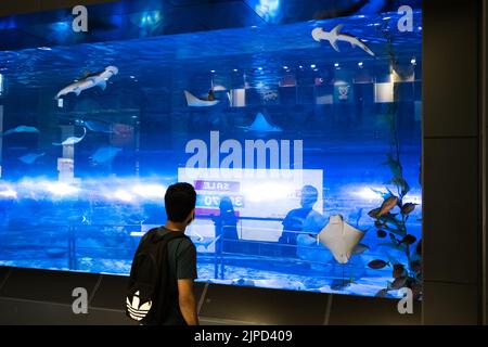 Blick auf einen jungen arabischen Mann, der Haie und Rochen in einem Aquarium des Dubai Aquariums und des Unterwasser-Zoos in Dubai, VAE, ansieht Stockfoto