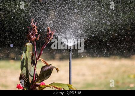 London, Großbritannien. 11. August 2022. Ein Sprinkler sah Blumen in London gießen. Thames Water hat bekannt gegeben, dass ab dem 24. August 2022 ein Verbot von Schlauchleitungen und Sprinklern in Kraft treten wird, von dem über 10 Millionen Kunden im Süden Englands betroffen sein werden. Kredit: SOPA Images Limited/Alamy Live Nachrichten Stockfoto