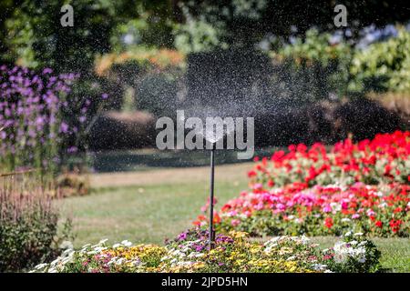 London, Großbritannien. 11. August 2022. Ein Sprinkler sah Blumen in London gießen. Thames Water hat bekannt gegeben, dass ab dem 24. August 2022 ein Verbot von Schlauchleitungen und Sprinklern in Kraft treten wird, von dem über 10 Millionen Kunden im Süden Englands betroffen sein werden. Kredit: SOPA Images Limited/Alamy Live Nachrichten Stockfoto