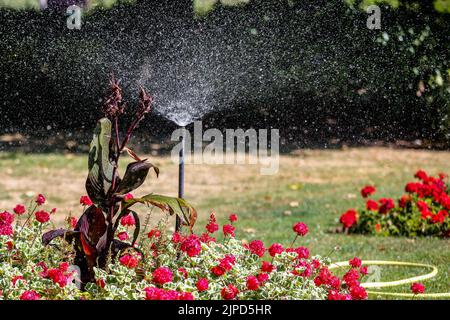 London, Großbritannien. 11. August 2022. Ein Sprinkler sah Blumen in London gießen. Thames Water hat bekannt gegeben, dass ab dem 24. August 2022 ein Verbot von Schlauchleitungen und Sprinklern in Kraft treten wird, von dem über 10 Millionen Kunden im Süden Englands betroffen sein werden. Kredit: SOPA Images Limited/Alamy Live Nachrichten Stockfoto