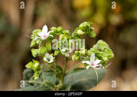 Clerodendrum infortunatum auch als bhat oder Hill Glory Bower bekannt, ist ein mehrjähriger Strauch, der zur Familie der Lamiaceae gehört Stockfoto