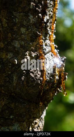Harzgummi aus dem Schnitt eines Baumes. Stockfoto