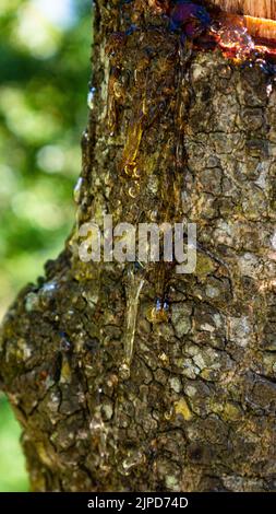 Harzgummi aus dem Schnitt eines Baumes. Stockfoto