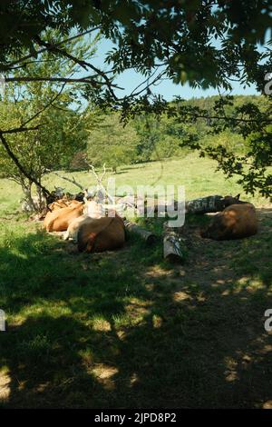 Braune und weiße, im Schatten unter einem Baum liegende Kühe in Gmund am Tegernsee, Bayern, Deutschland Stockfoto