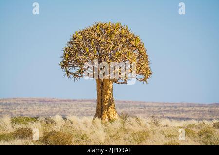 Köcherbaum (Aloe dichotoma) Karasburg, Karas Region, Namibia, Afrika Stockfoto