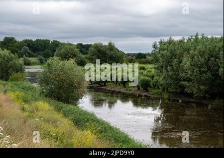 Blick über die natürliche Aue mit Landwirtschaftsfeld und Feuchtgebiet rund um Ochten, Niederlande Stockfoto