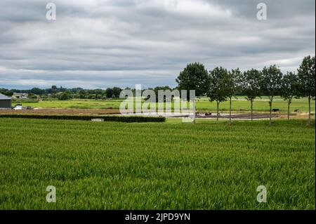 Blick über die natürliche Aue mit Landwirtschaftsfeld und Feuchtgebiet rund um Ochten, Niederlande Stockfoto
