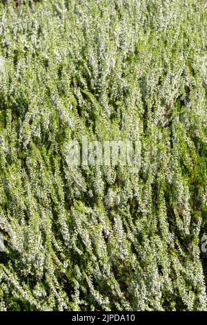 Weiße Callunas, Blume, schottische Heidekraut, Calluna vulgaris, gemeine Heidekraut, Calluna vulgaris „Frühlingscreme“ Stockfoto