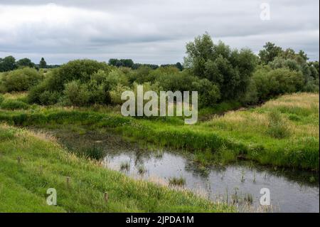 Blick über die natürliche Aue mit Landwirtschaftsfeld und Feuchtgebiet rund um Ochten, Niederlande Stockfoto