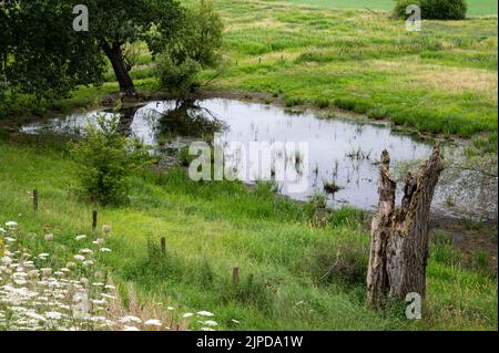 Blick über die natürliche Aue mit Landwirtschaftsfeld und Feuchtgebiet rund um Ochten, Niederlande Stockfoto
