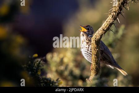 Song Thrush (Turdus philomelos) singt in der Frühlingssonne in Gorse, England, britische Tierwelt Stockfoto