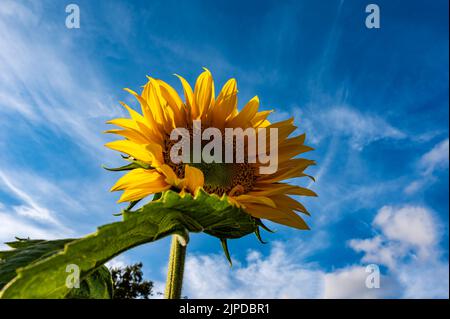 Niedrige Weitwinkelansicht einer gemeinsamen Sonnenblume gegen blauen Himmel, Niederlande Stockfoto