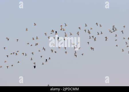 Gemischte Herde europäischer Goldpfeiffer (Pluvialis apricaria), mit nördlichen Kiebitzen (Vanellus vanellus), North Yorkshire, England, britische Tierwelt Stockfoto