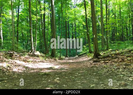 Eine schöne Aufnahme eines schmalen Pfades inmitten der hohen grünen Bäume des Waldes an sonnigen Tagen Stockfoto