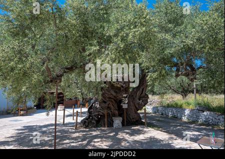 Ein 3000 Jahre alter einsamer Olivenbaum Zakynthos, Griechenland Stockfoto