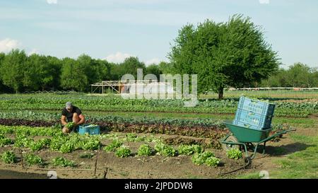 Salat bio grün Eichenblatt Lactuca sativa Ernte Bauer Mann Arbeiter Hand gepflückt frisch Bio Ernte Bauernhof frisches Gemüse stellt in Box-Markt-Shop Stockfoto