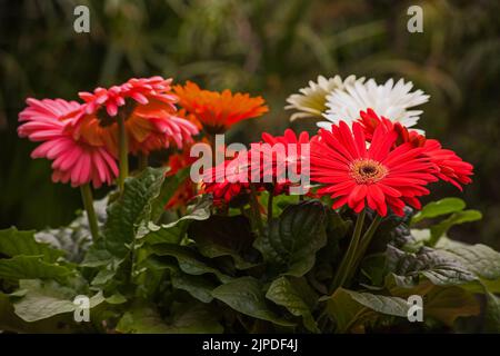 Verschiedene farbige Hybriden von Gerbera jamesonii Stockfoto