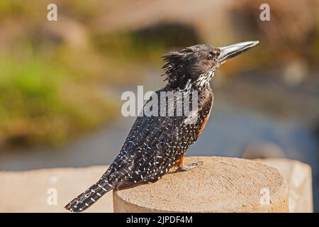 Ein Riesenkönigsfischer (Megeceryle maximus), der auf einer niedrigen Brücke im Krüger National Park thront. Südafrika Stockfoto