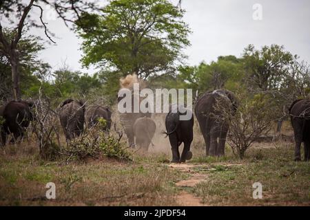 Eine Brutherde afrikanischer Elefanten (Loxodonta africana), die ein Staubbad nimmt, während sie sich vom Wasser entfernt. Stockfoto