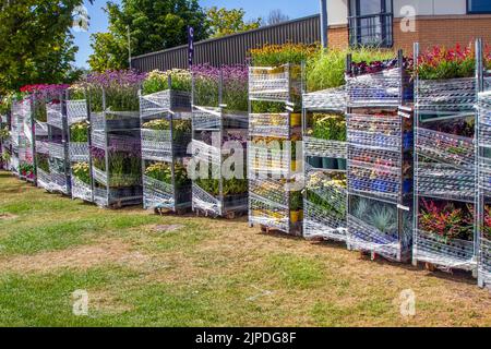 Gestapelte Blumenausstellungen auf einem Container-Trolley im Gartencenter auf der Southport Flower Show, Merseyside, Großbritannien. August 2022:. Die größte unabhängige Blumenschau in England erwartet Tausende von Besuchern während der viertägigen Gartenbauveranstaltung. Stockfoto