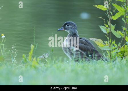 Junge Mandarinente im High Batts Nature Reserve, North Yorkshire Stockfoto